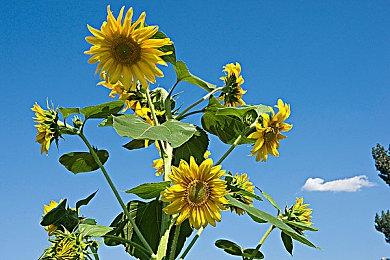 《街头霸王6》展示活动将于4月21日举办